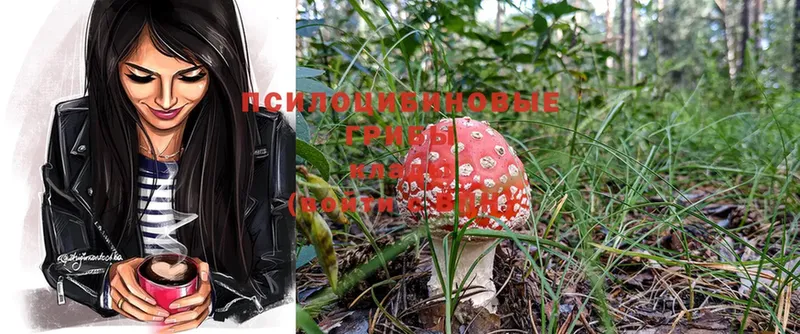 Галлюциногенные грибы Psilocybe  Дорогобуж 